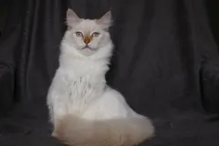 Cinnamon-Tabby-AIJSHA-1