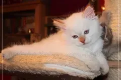 Cinnamon-Tabby-AIJSHA-10