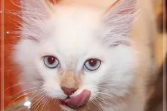 Cinnamon-Tabby-AIJSHA-2