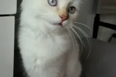 Cinnamon-Tabby-AIJSHA-3