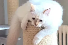 Cinnamon-Tabby-AIJSHA-4