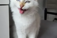 Cinnamon-Tabby-AIJSHA-5