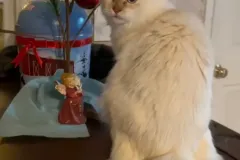 Cinnamon-Tabby-AIJSHA-6