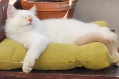 Cinnamon-Tabby-AIJSHA-7