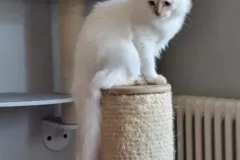 Cinnamon-Tabby-AIJSHA-8