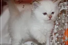 Cinnamon-Tabby-AIJSHA-9