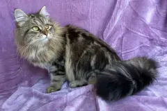 Classic-Brown-Tabby-Cinderella-1