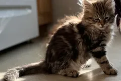 Classic-Brown-Tabby-Cinderella-10