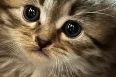 Classic-Brown-Tabby-Cinderella-2