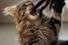 Classic-Brown-Tabby-Cinderella-3