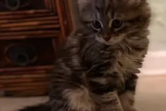 Classic-Brown-Tabby-Cinderella-4