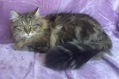 Classic-Brown-Tabby-Cinderella-5