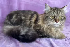 Classic-Brown-Tabby-Cinderella-6