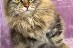 Classic-Brown-Tabby-Cinderella-7