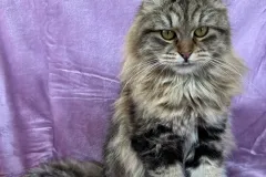 Classic-Brown-Tabby-Cinderella-8