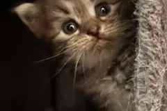 Classic-Brown-Tabby-Cinderella-9