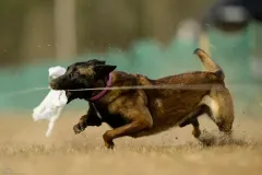 Belgain-Malinois-Elvira-1