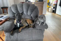 Belgain-Malinois-Elvira-10