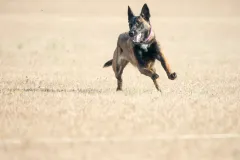 Belgain-Malinois-Elvira-2