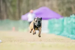 Belgain-Malinois-Elvira-3
