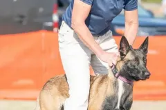 Belgain-Malinois-Elvira-4