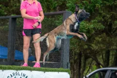 Belgain-Malinois-Elvira-5