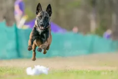 Belgain-Malinois-Elvira-6