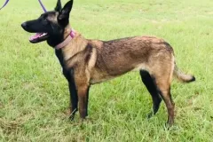 Belgain-Malinois-Elvira-7