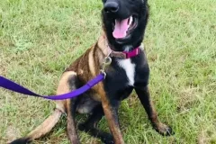 Belgain-Malinois-Elvira-8