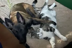 Belgain-Malinois-Elvira-9