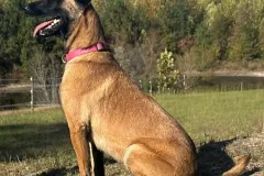 Belgian-Malinois-Valentine-3