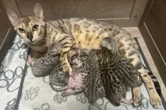 Dealla-and-Bengal-Kitttens
