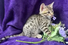 Savannah-Kitten-Boy-1-