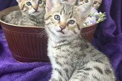 Savannah-Kittens-Hero