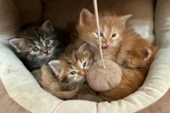 Siberian-Kittens-Hero