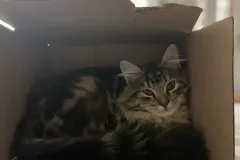 Kitten-in-their-new-home-Gallery-1