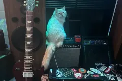 Kitten-in-their-new-home-Gallery-10