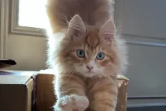 Kitten-in-their-new-home-Gallery-2