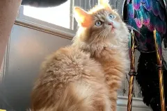 Kitten-in-their-new-home-Gallery-3