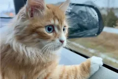 Kitten-in-their-new-home-Gallery-4