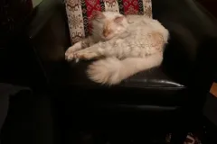 Kitten-in-their-new-home-Gallery-5