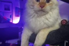 Kitten-in-their-new-home-Gallery-6