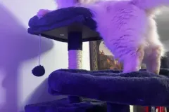 Kitten-in-their-new-home-Gallery-7