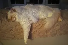 Kitten-in-their-new-home-Gallery-8