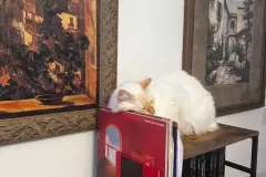 Kitten-in-their-new-home-Gallery-9