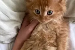 Kitten-in-their-new-home