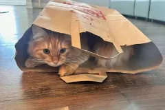 Kittens-in-their-new-home-2