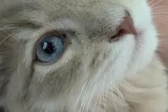 Kittens-in-their-new-home_-1