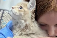 Kittens-in-their-new-home_-2