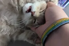 Kittens-in-their-new-home_-3